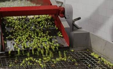 Global Olive Oil Prices Surge Amid Production Drop